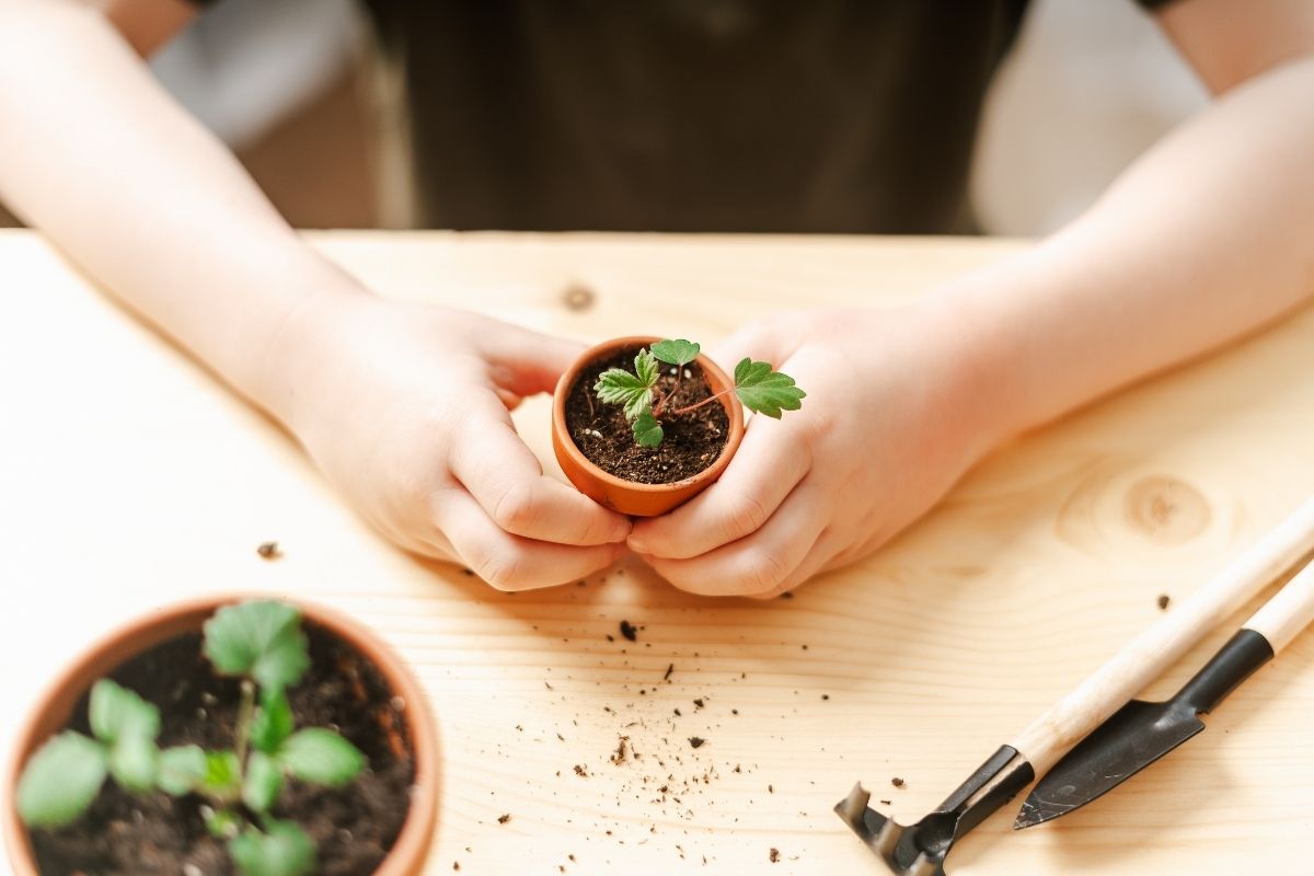 Como fazer furos no fundo de vasos para plantas? Entenda! Fonte: Canva