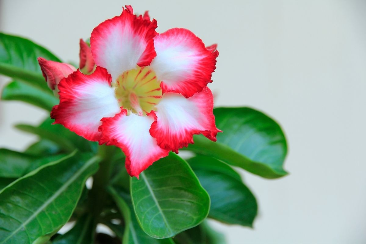 Paisagismo: como cultivar rosas do deserto e ter lindas flores