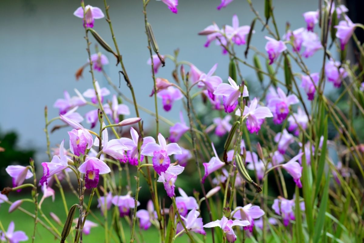 Como plantar e cuidar da orquídea bambu? Aprenda a fazer mudas dessa orquídea de jardim - Foto: Canva