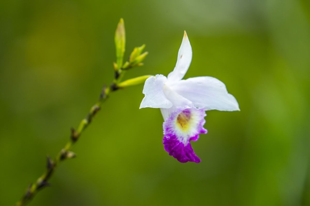 Como plantar e cuidar da orquídea bambu? Aprenda a fazer mudas dessa orquídea de jardim - Foto: Canva
