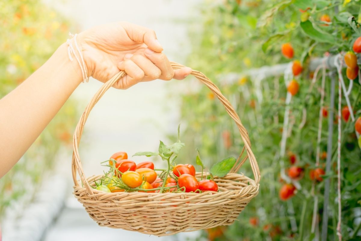 A bióloga ensina: qual jeito certo de plantar tomate pela semente, esqueça o resto e veja esse - Foto: Canva