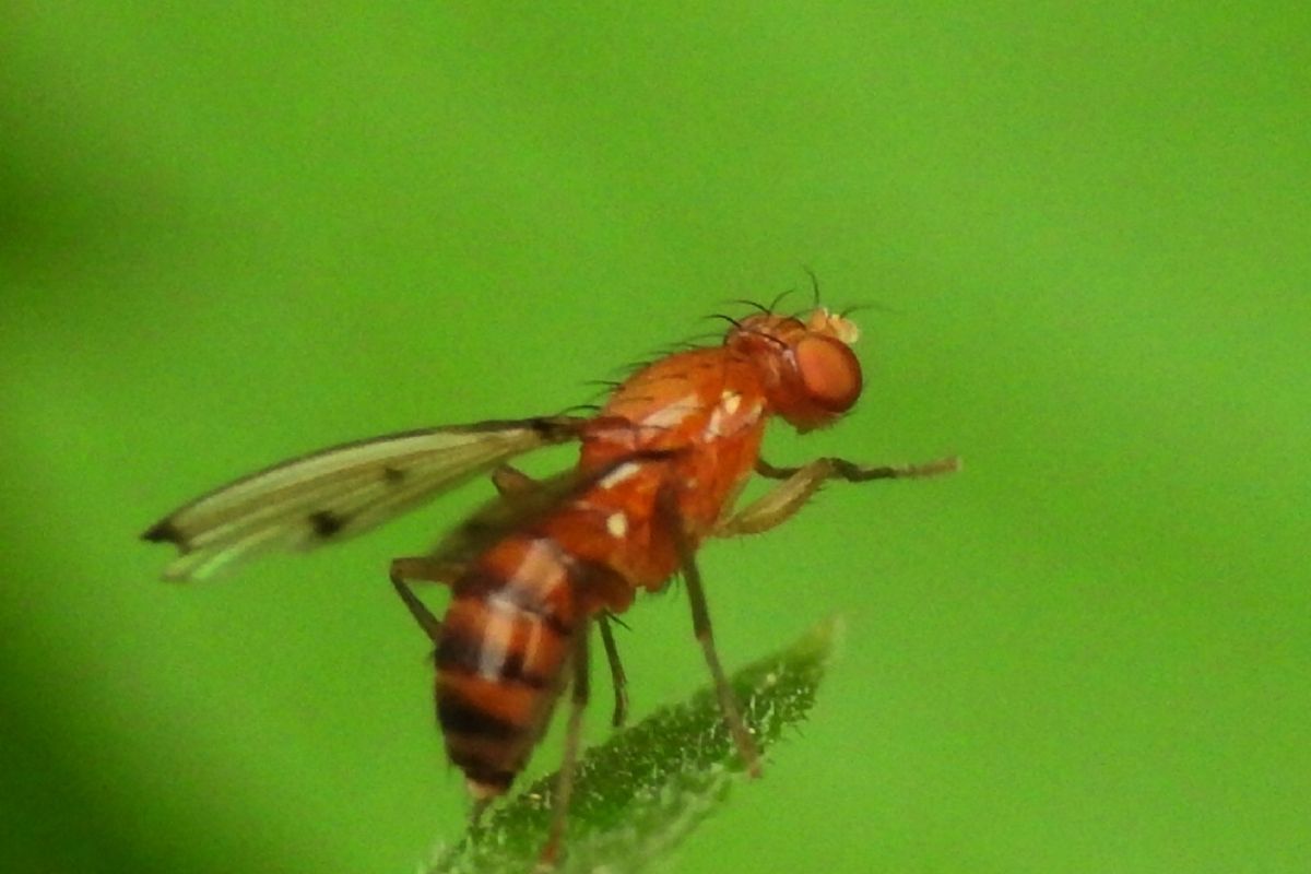 Faça Essa Misturinha E Afaste A Praga Mosca-Das-Frutas Do Seu Pomar - Foto: canva