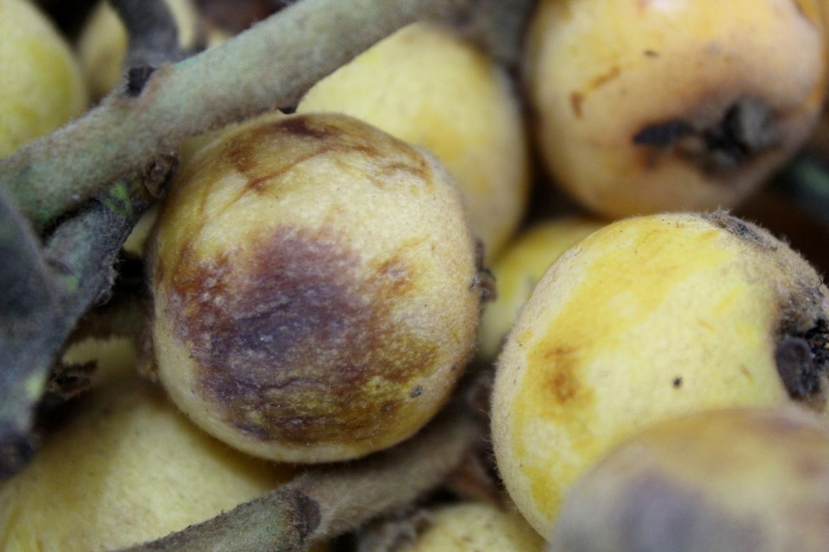 Faça Essa Misturinha E Afaste A Praga Mosca-Das-Frutas Do Seu Pomar - Foto: canva