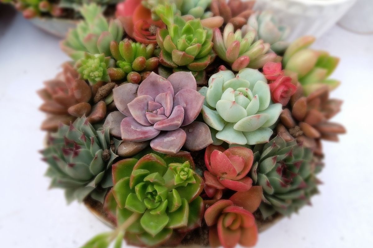 Suculentas em casa: confira 4 segredos de cultivo! Com essas dicas você não vai errar mais. (Fonte: Canva)