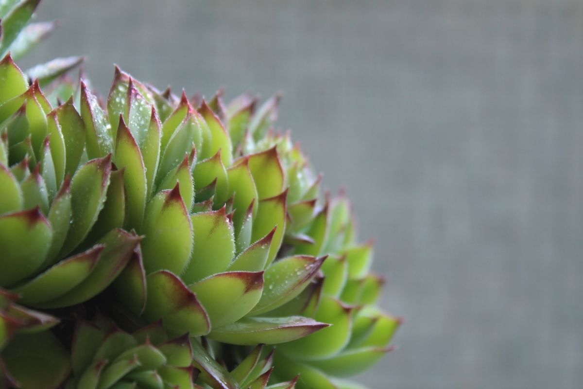 Suculentas em casa: confira 4 segredos de cultivo! Com essas dicas você não vai errar mais. (Fonte: Canva)