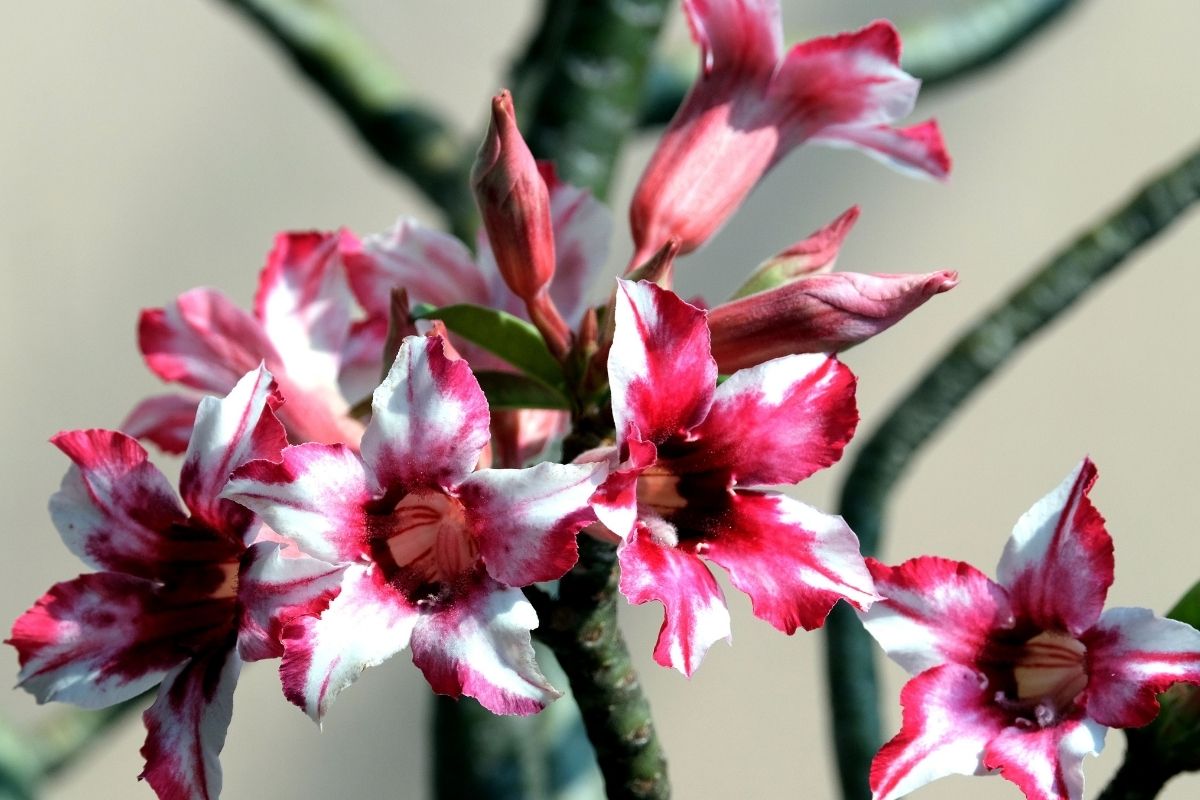 Como fazer a Rosa do Desertor florir mais rápido? Confira esse adubo natural super econômico, faz milagre! (Fonte: Canva)