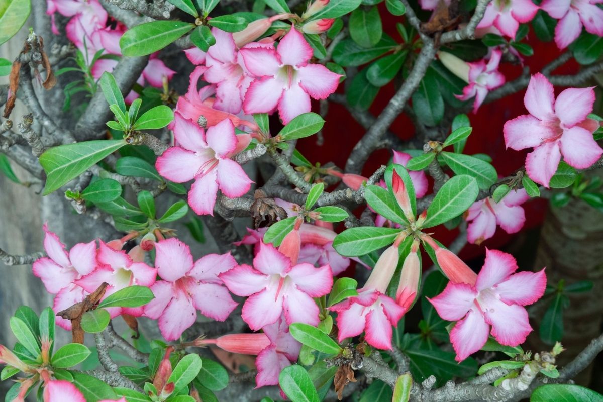 Como fazer a Rosa do Desertor florir mais rápido? Confira esse adubo natural super econômico, faz milagre! (Fonte: Canva)