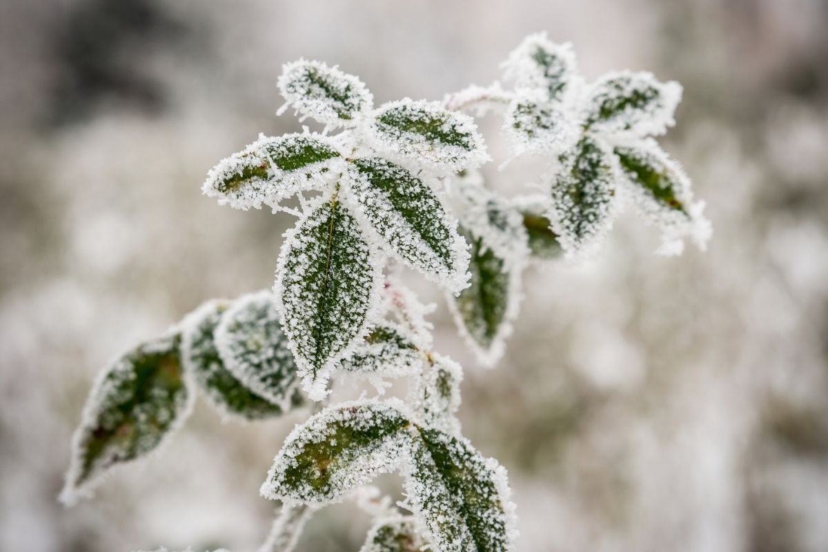 Como proteger as plantas da geada? O frio mata muitas espécies de plantas, veja o que fazer - Foto: Canva
