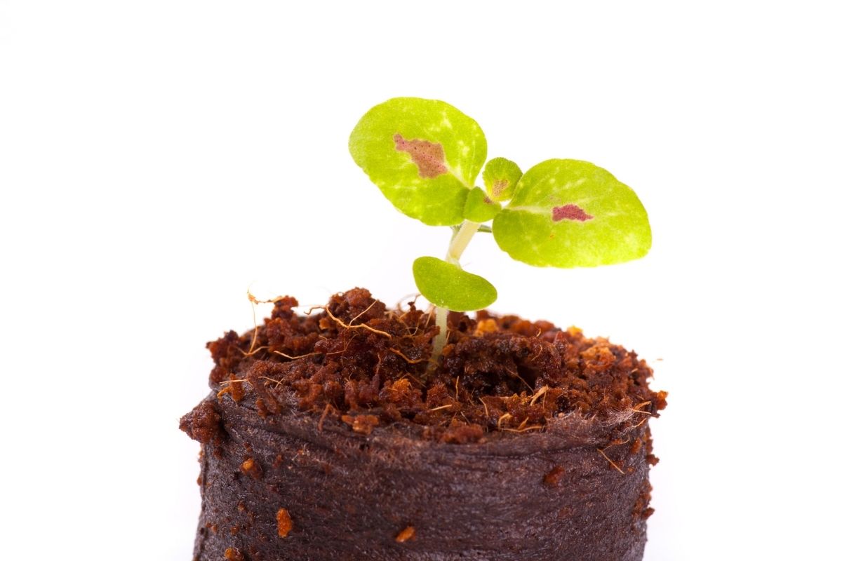 Como plantar com substrato? Saiba a fórmula certa 