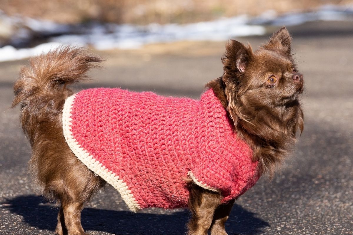 Cãozinho vestido em tricô