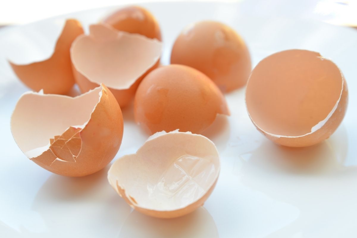 Veja dicas para ter uma horta produtiva! Pratique agora mesmo! - Foto: canva