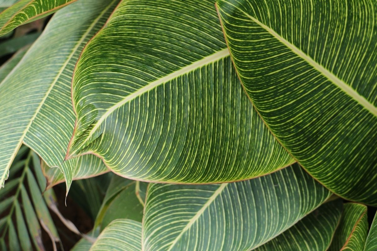 Plantas parecidas com comigo ninguém pode! Veja essas e escolha a sua para o seu jardim