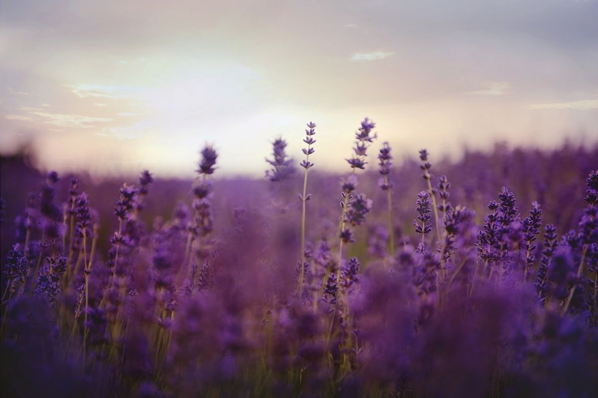 Como plantar lavanda no jardim de casa? Veja como é simples e não da trabalho (Fonte: Canva)