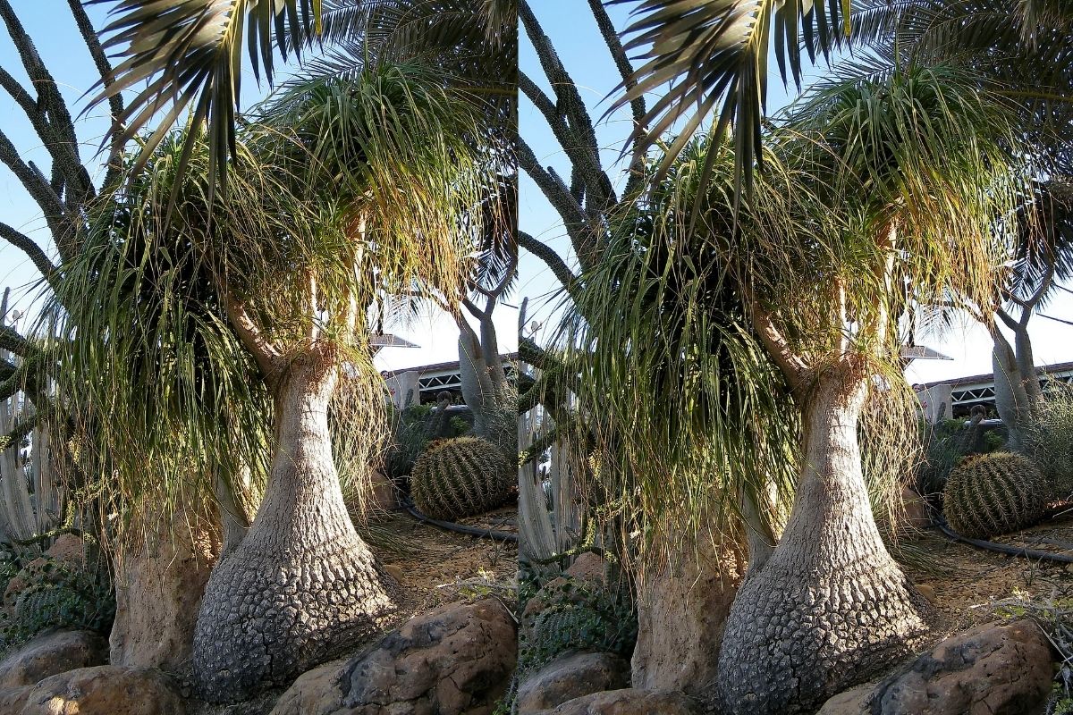 Veja agora como plantar pata de elefante no quintal! 