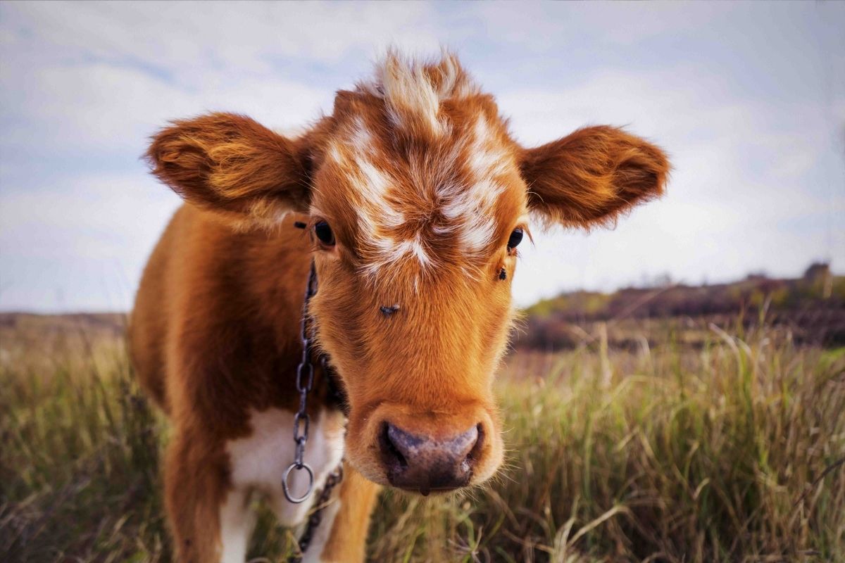Faça mocotó na panela de pressão! Fica pronto em minutos e vai te surpreender (Fonte: Canva)
