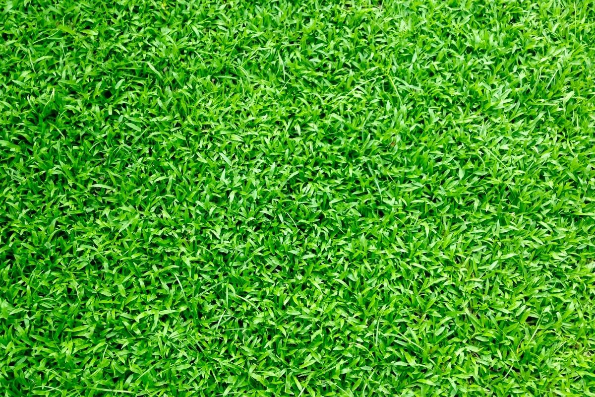 Grama de São Carlos: como plantar? Confira essa dica para plantar em casa! (Fonte: Canva)