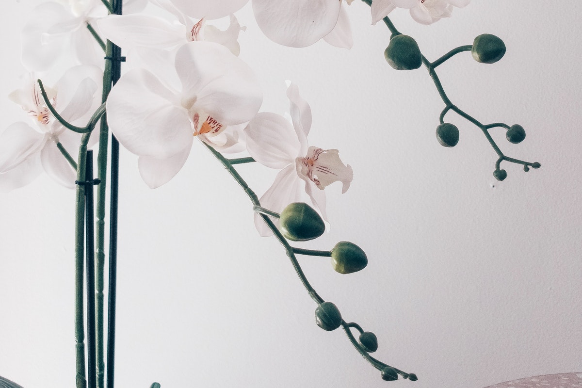 Desse JEITO! Veja a forma certa de plantar orquídea em casa, e fazer ela florir ainda mais