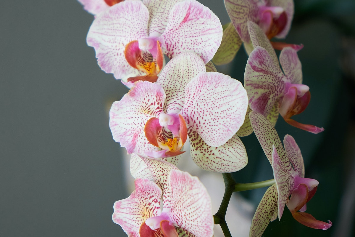 3 tipos de lugares para se plantar orquídeas: veja esse passo a passo e fluirá muito mais as suas plantas