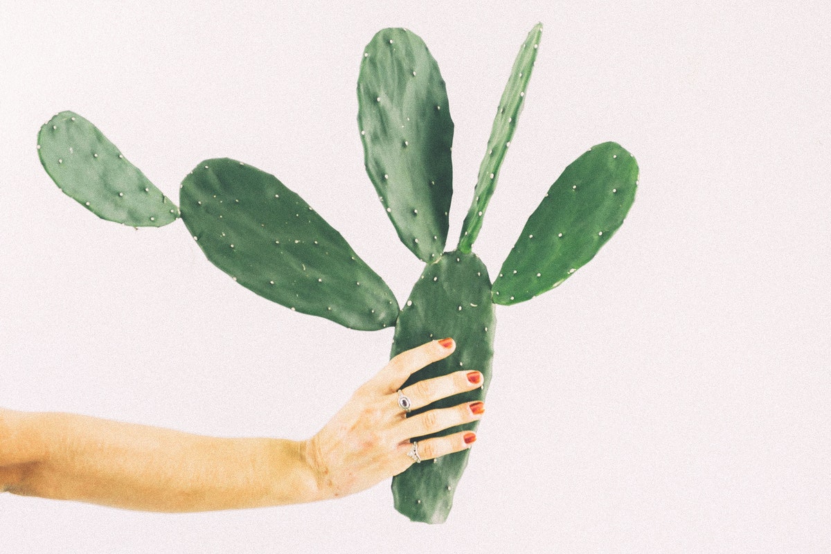 Flores de maio; veja como fazer estufa caseira para enraizar melhor 