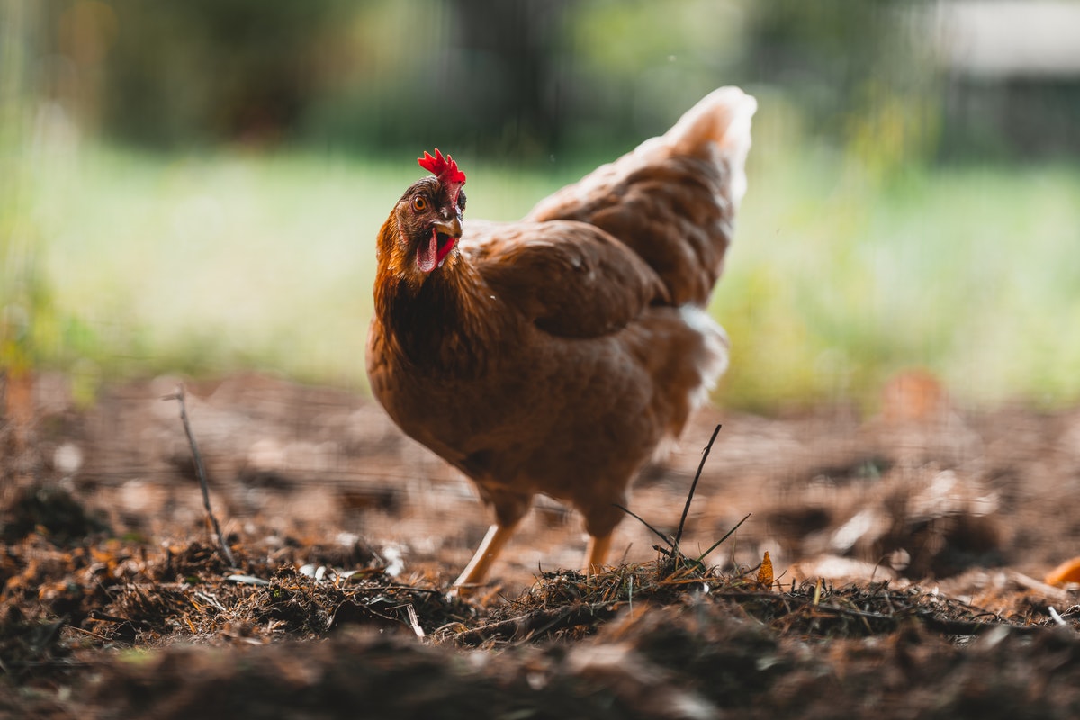 Galinha! Descubra qual capim plantar em sua casa para alimentar os frangos, e quais as suas vitaminas.