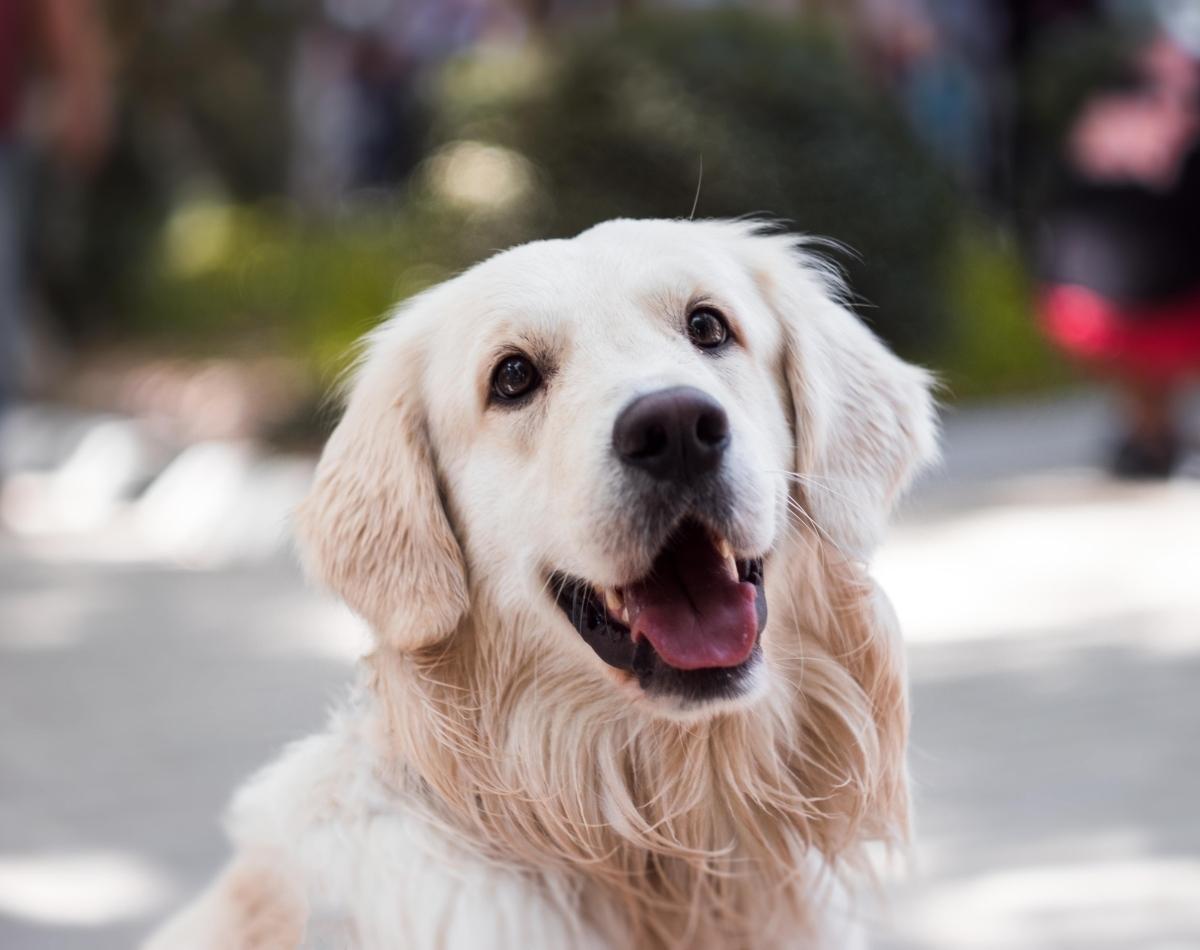 O que significa sonhar com cachorro grande? descubra agora esse significado incrível! - foto: Canva