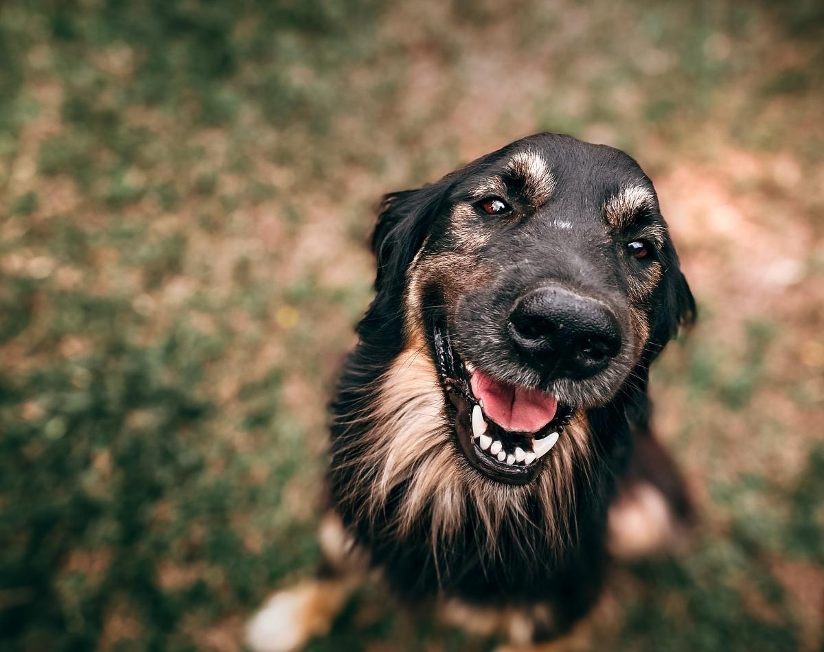 O que significa sonhar com cachorro grande? descubra agora esse significado incrível! - foto: Canva