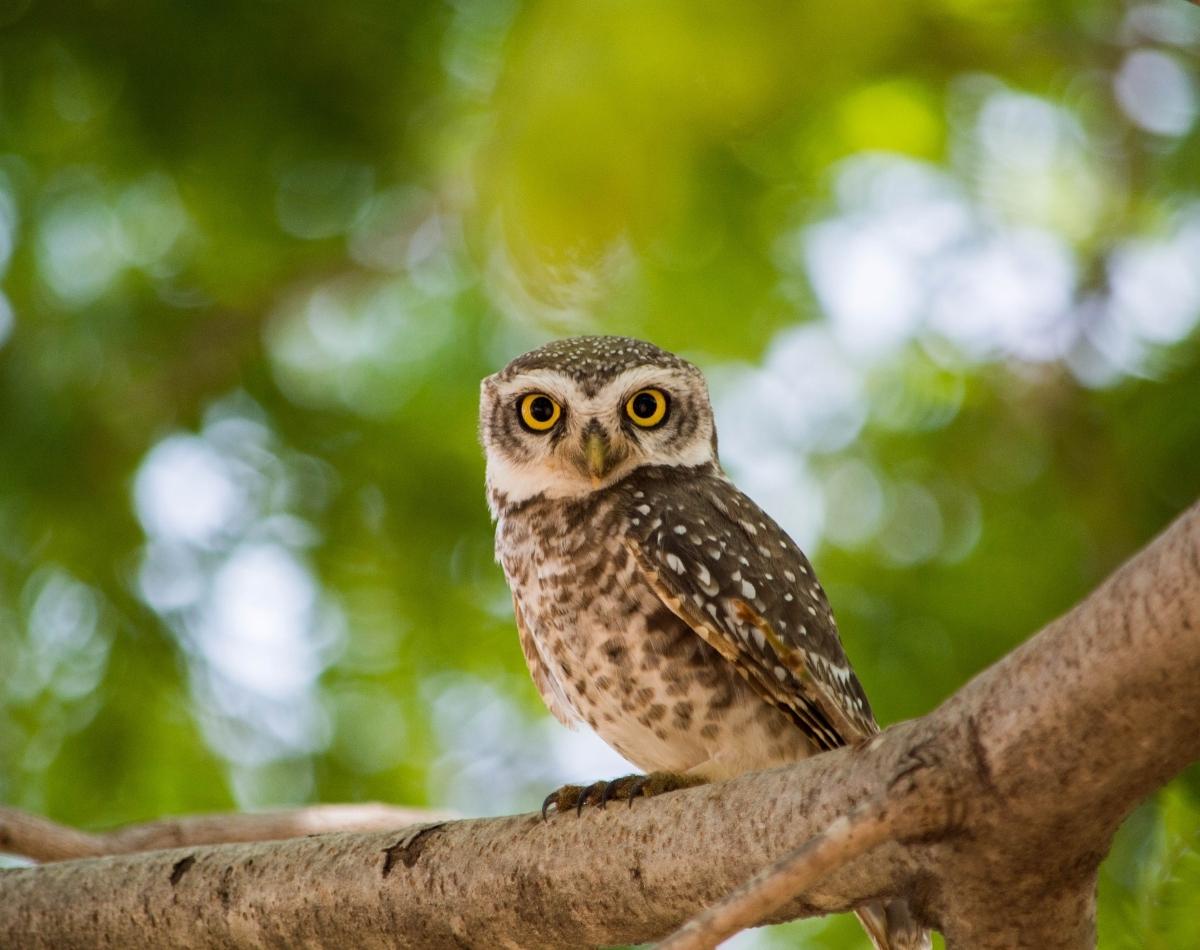 O que significa sonhar com coruja? veja que significados INCRÍVEIS! - foto: Canva