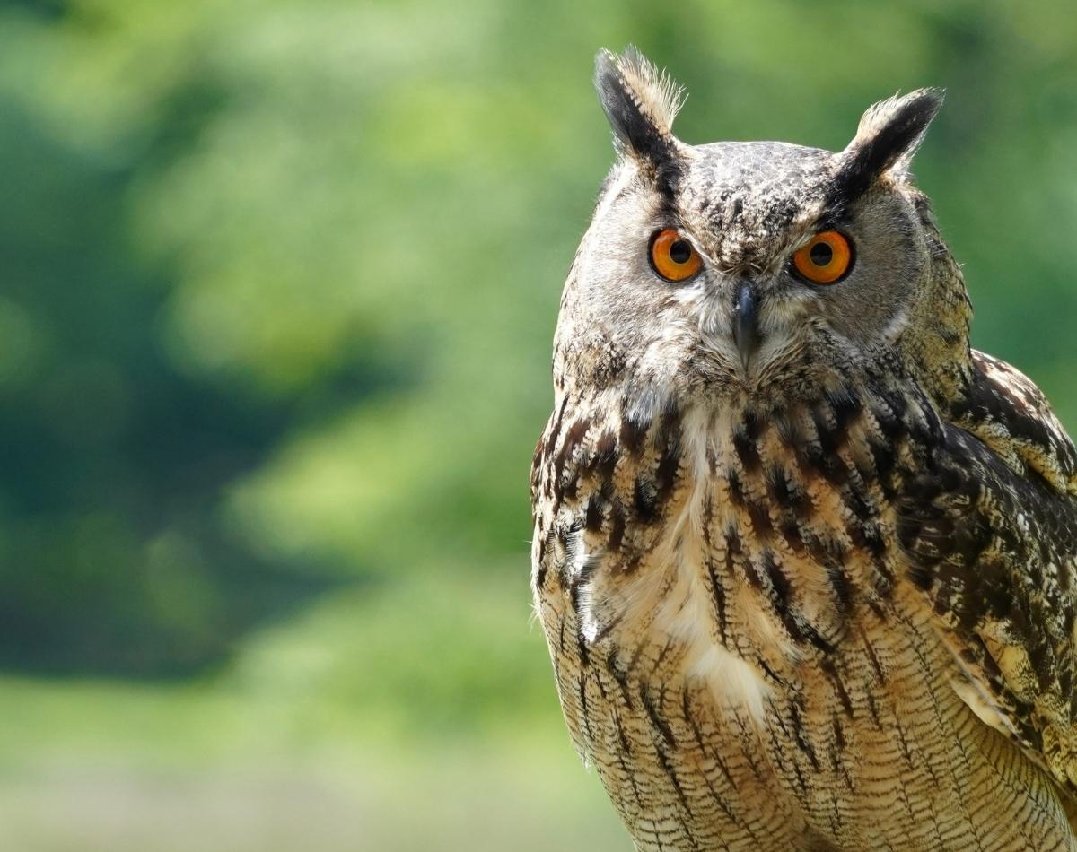 O que significa sonhar com coruja? veja que significados INCRÍVEIS! - foto: Canva