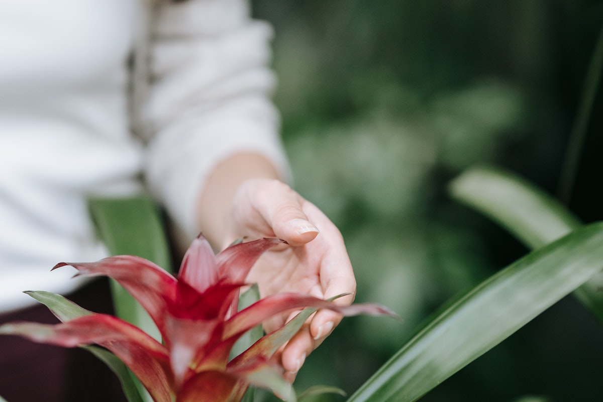 Onde e quando plantar bromélias em casa? Veja o que afirmam os especialistas