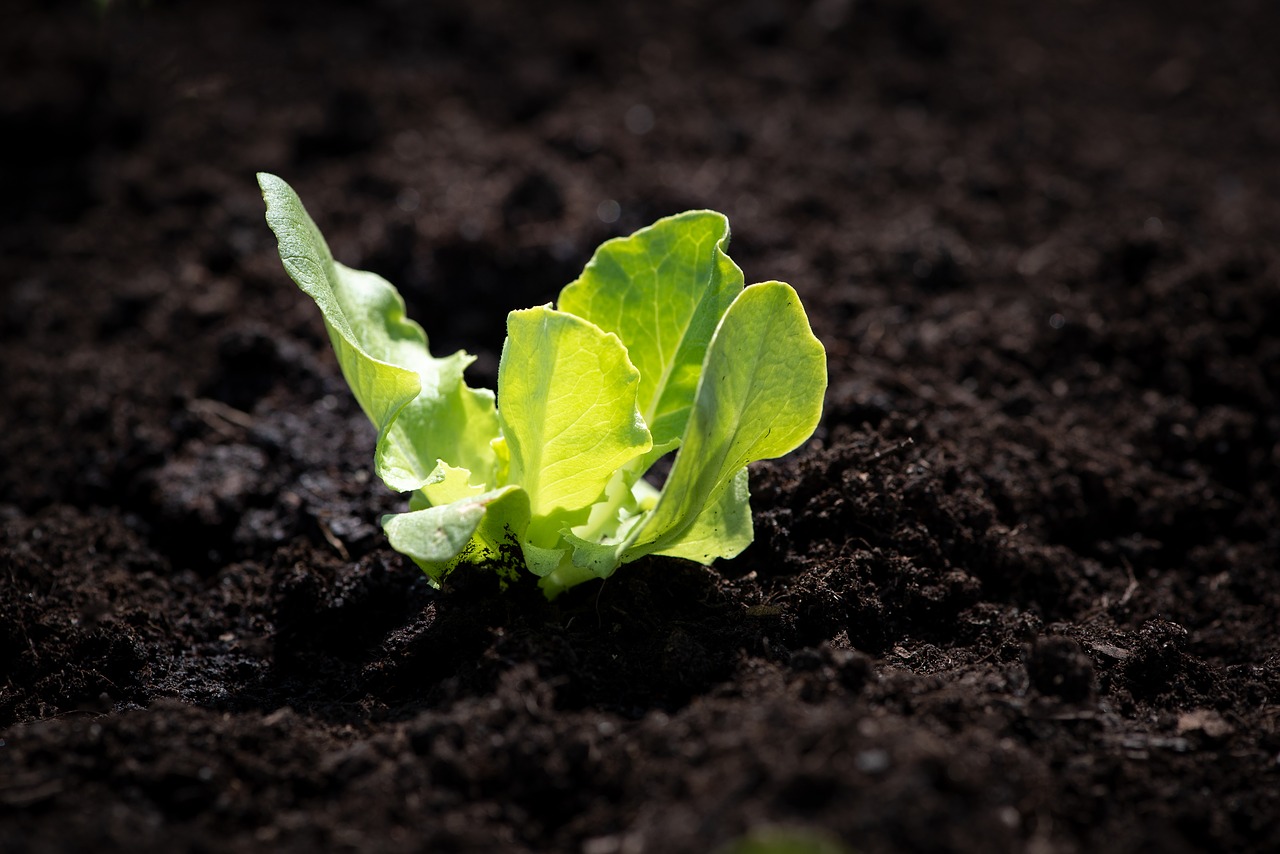 Qual é a melhor época para se plantar alface? Saiba agora mesmo e não perca as sementes. Imagem: Pixabay