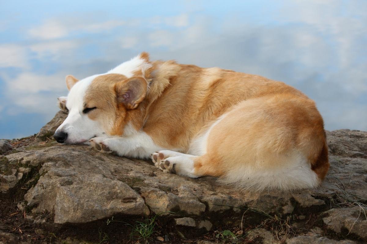 Qual o significado de sonhar com cachorro? surpreenda-se com o significado! - foto: Canva