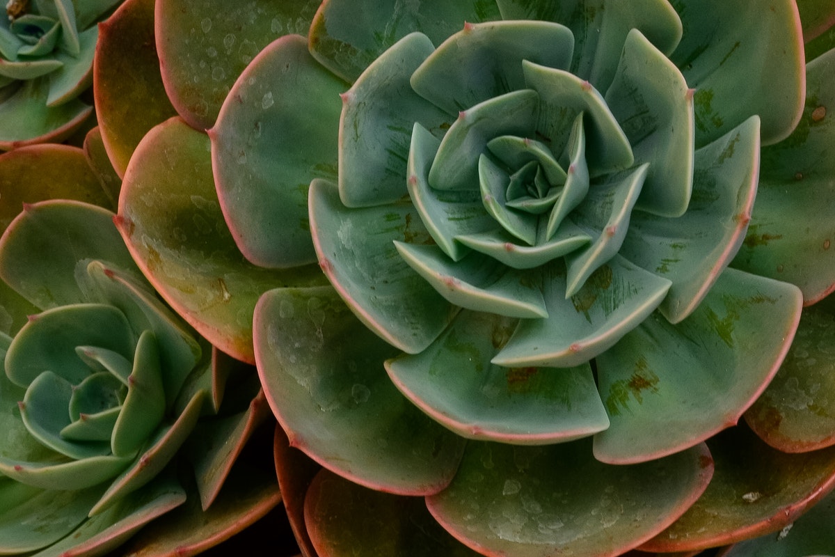 Como preparar a terra para plantar suculentas? Veja quando cultivar e não perde mais tempo