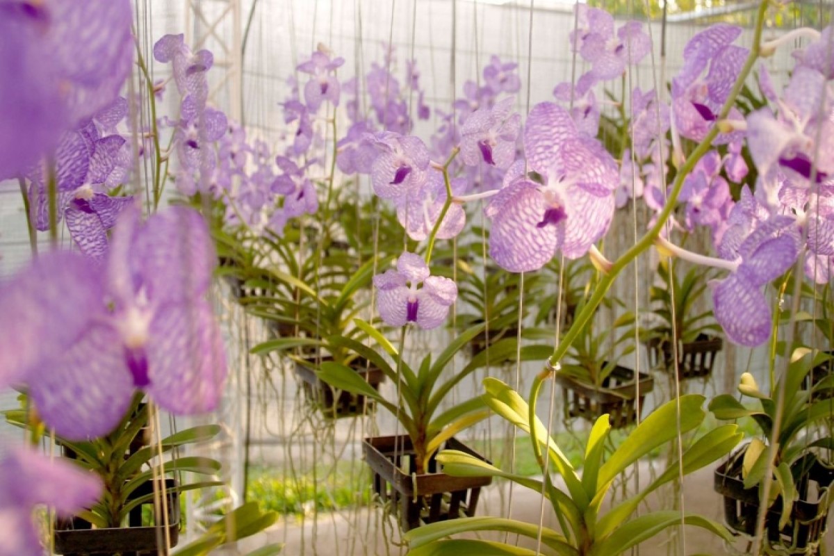 Como fazer kokedama de orquídeas? O que precisa e quanto tempo dura? Veja o que dizem os especialistas