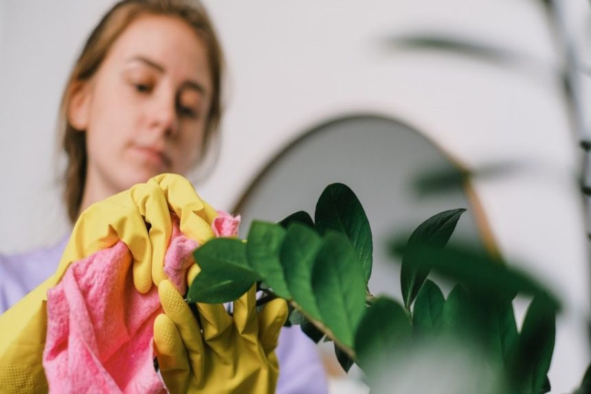 Veja como limpar plantas artificiais: desse jeito é muito fácil!