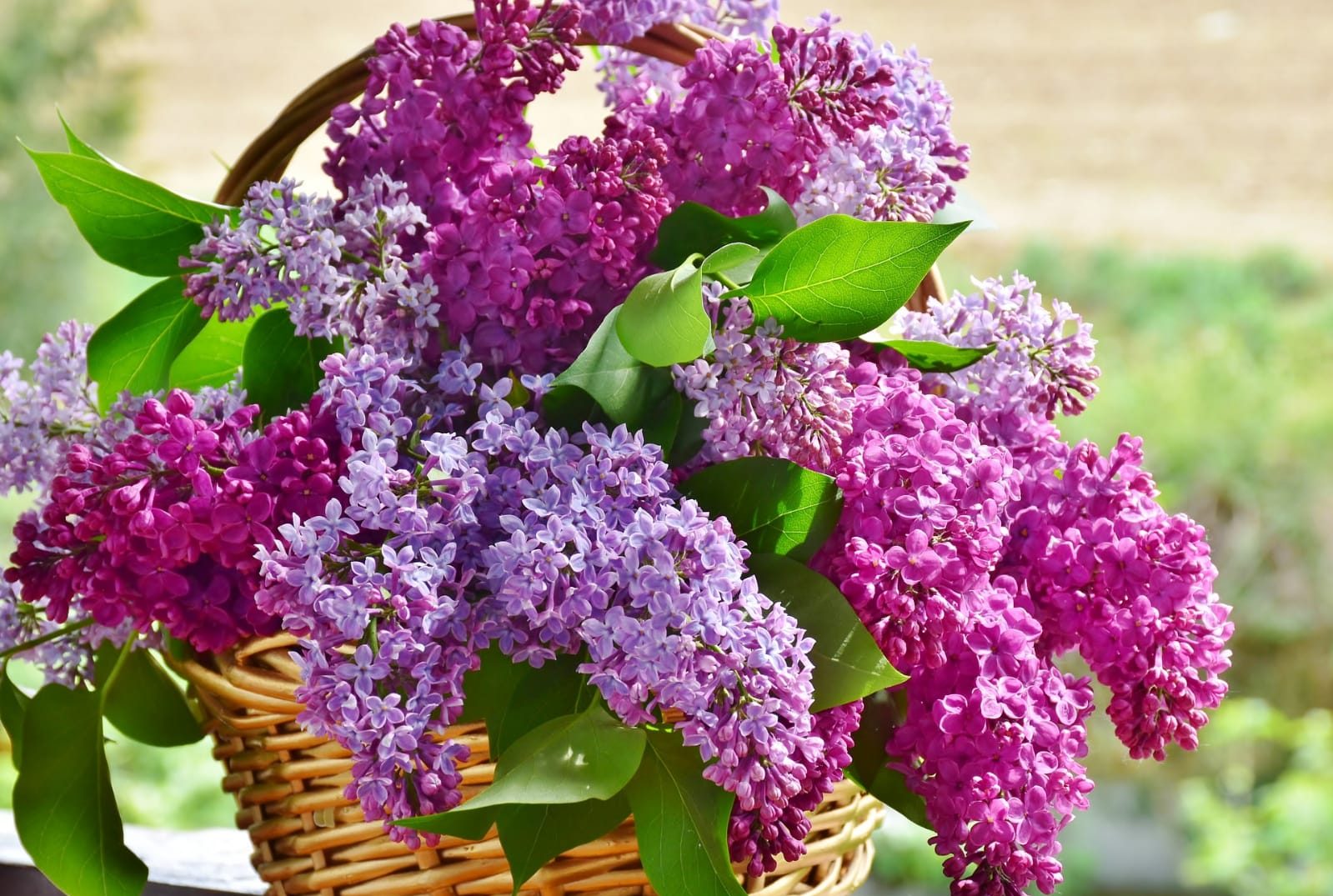 Arranjos de flor natural caseiro (Reprodução: pixabay)