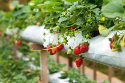 2 formas eficientes para plantar morangos: ficará tudo dando frutos desse jeito! -Foto: canva