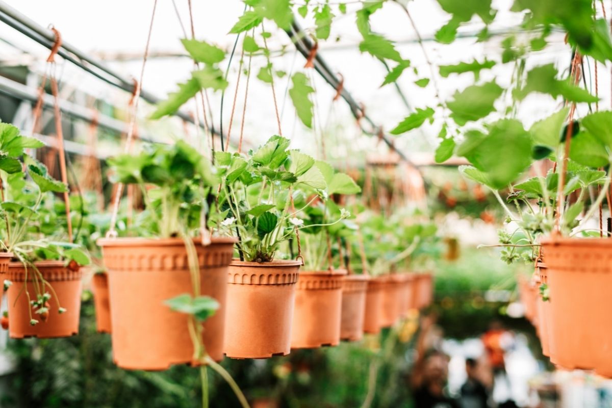 2 formas eficientes para plantar morangos: ficará tudo dando frutos desse jeito! -Foto: canva