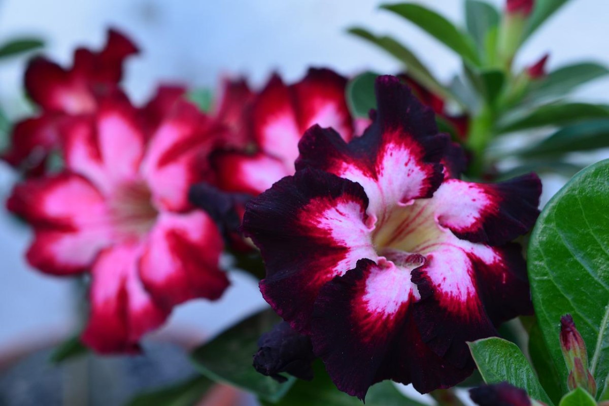 Rosa do deserto viúva negra: veja como cultivar e cuidar dessa planta espetacular