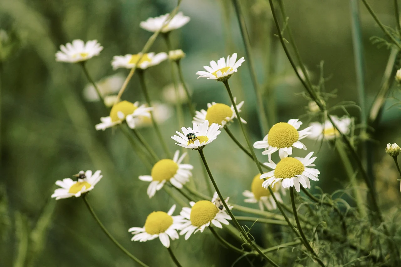Além das ervas, o chá também pode ser feito com as folhas das flores da camomila (Reprodução: pixabay)