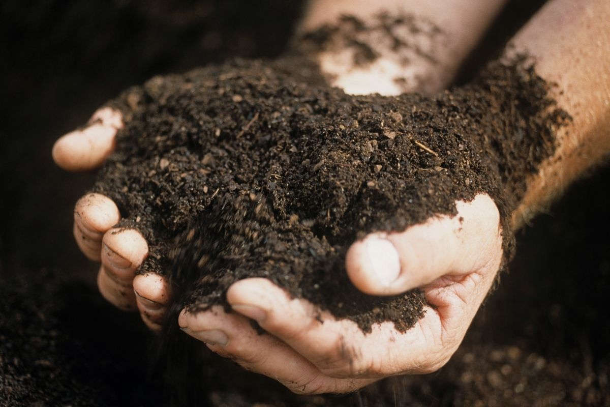 Tomates na época certa! Descubra quando e onde plantar (Foto: canva)