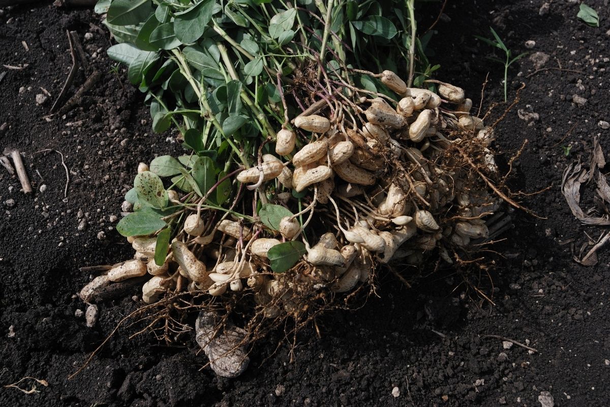 Plantar amendoim na lua cheia cresce bem? Confira! (Foto: canva)