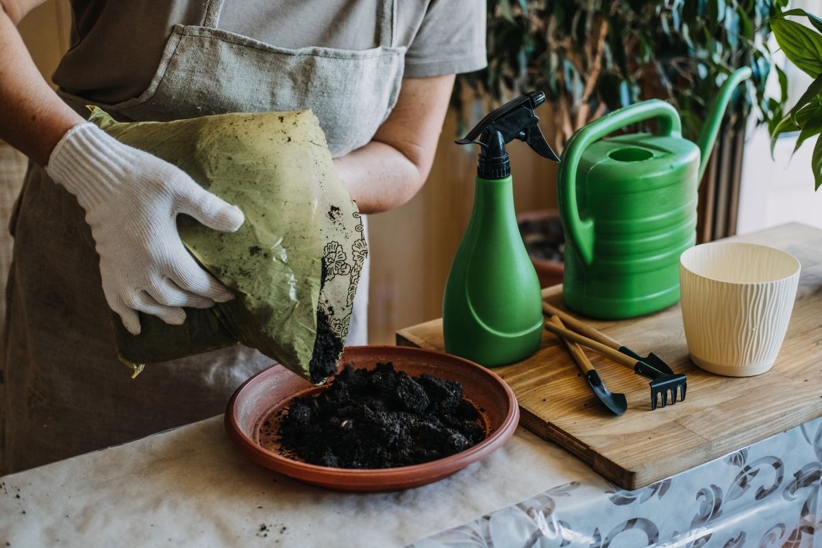 Aprenda Como Plantar Alface Em Vasos E Preparar A Terra (Foto: canva)