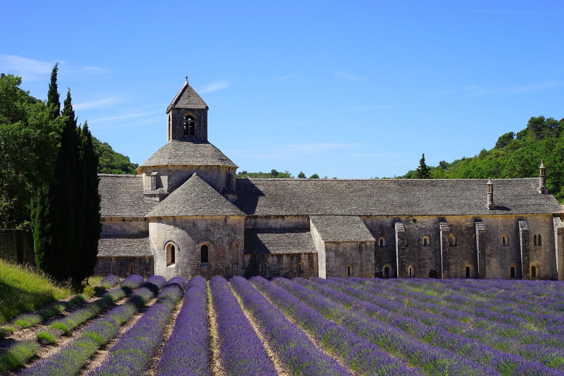 Plantas para dentro de casa. Castelo de lavanda