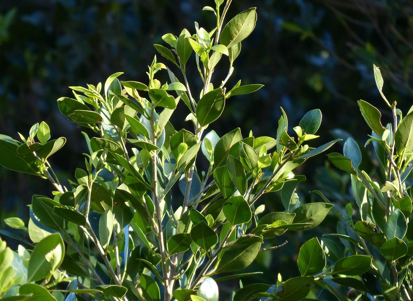 Aprenda a como plantar louro no quintal de casa (Reprodução: pixabay)