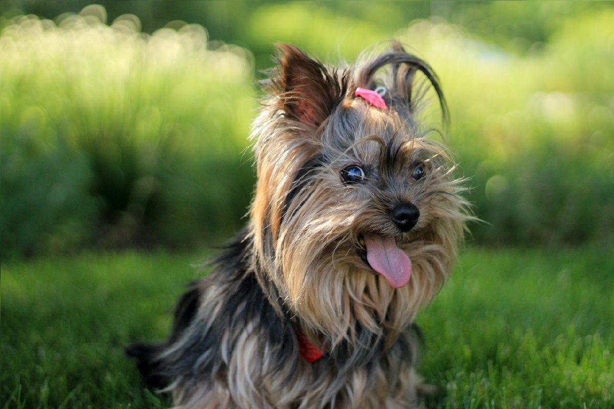 Qual raça de cachorro fica sujo mais rápido? Parece mentira, mas é essa! (Fonte: Pexels)