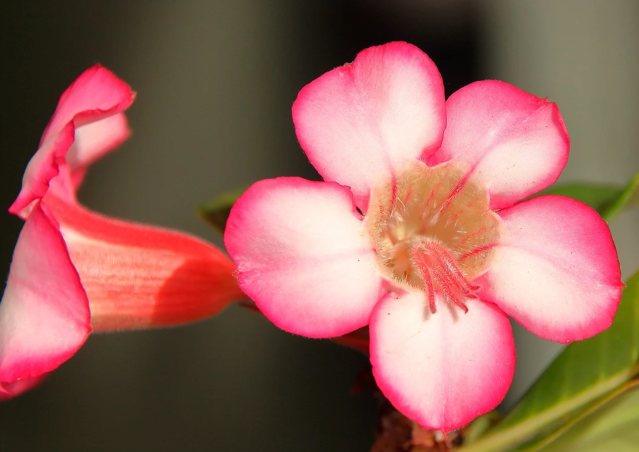 Adenium obesum (Rosa do deserto plantada em casa)