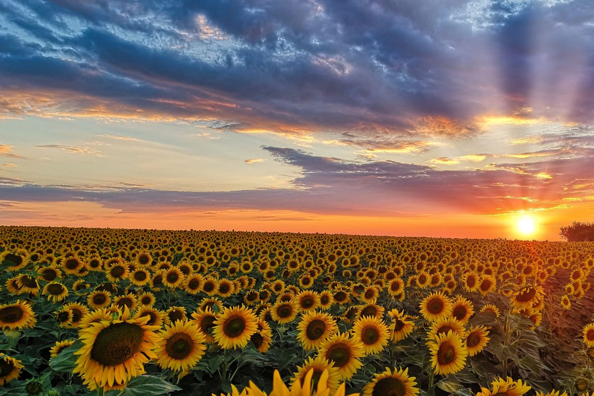Como plantar o girassol? Veja alguns cuidados que devem ter