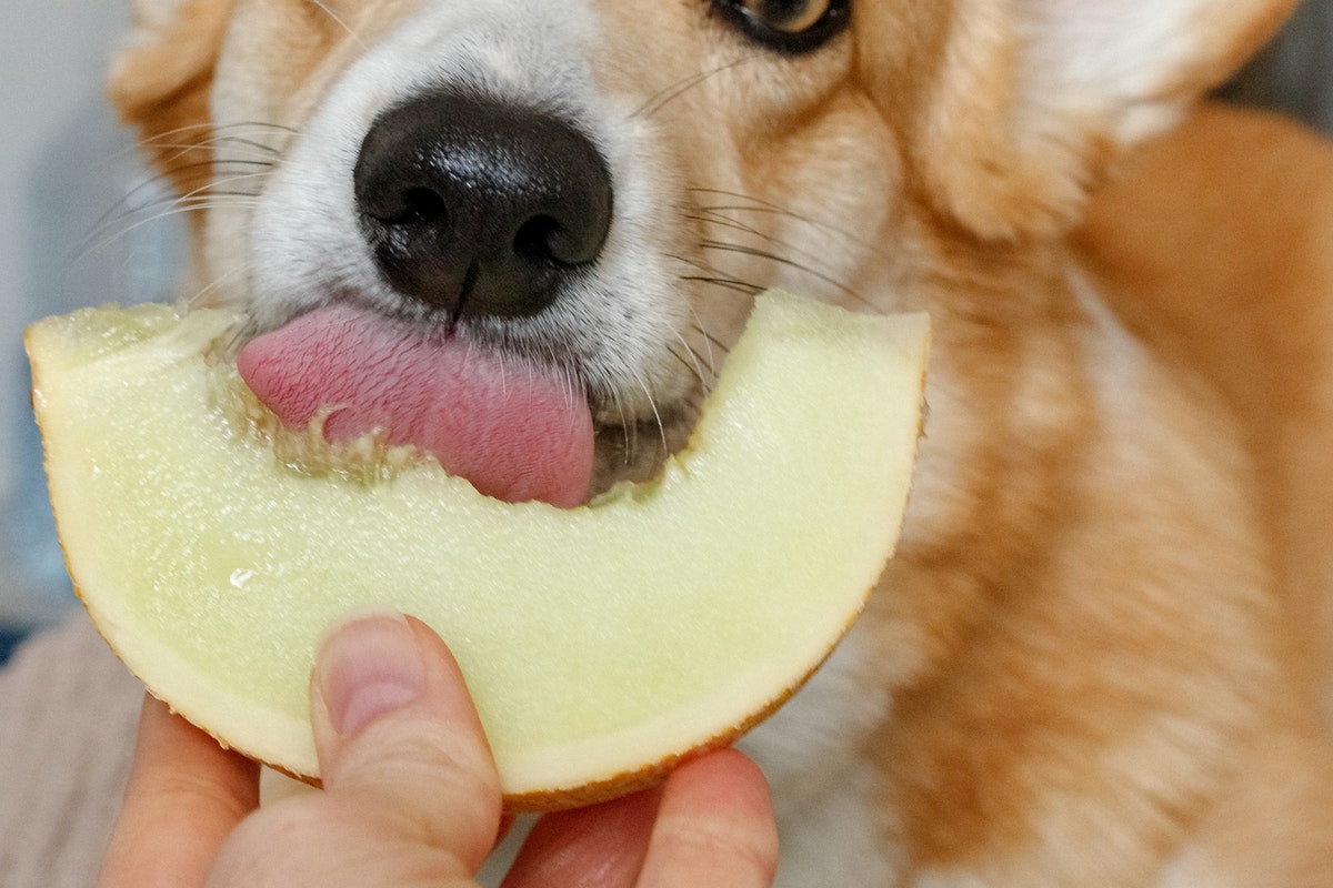 3 frutas que seu cachorro pode comer; confira e ofereça como petisco hoje mesmo!
