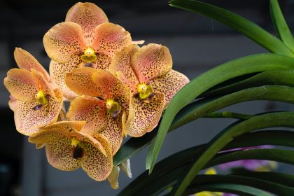 3 técnicas de ouro para plantar orquídea e fazer florir rápido! Desse jeito dá certo, confira