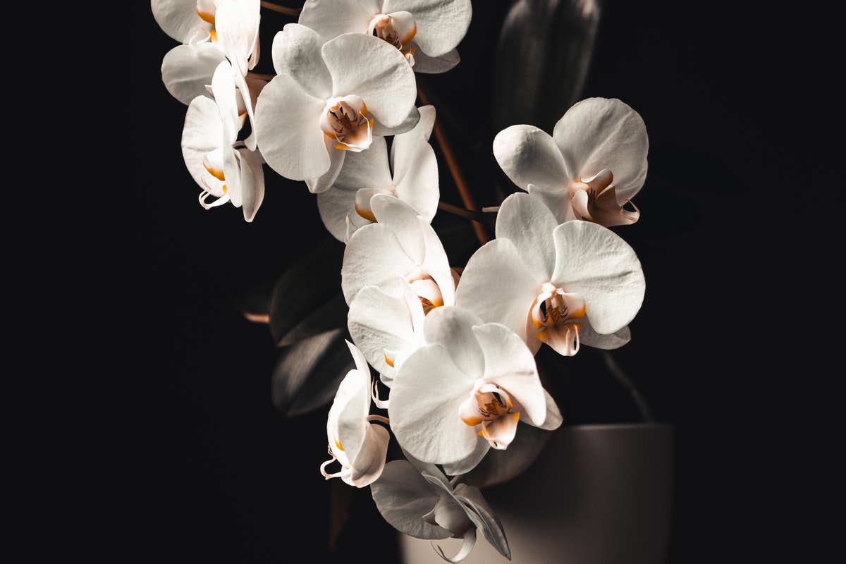 3 técnicas de ouro para plantar orquídea e fazer florir rápido! Desse jeito dá certo, confira 